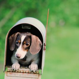 Adorable dachshund puppy peeking out of a mailbox on a bright, sunny day.